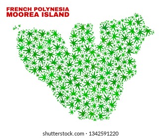 Vector marijuana Moorea Island map collage. Concept with green weed leaves for weed legalize campaign. Vector Moorea Island map is created from weed leaves.