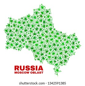 Vector marijuana Moscow Region map collage. Concept with green weed leaves for marijuana legalize campaign. Vector Moscow Region map is composed from marijuana leaves.