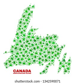 Vector marijuana Newfoundland Island map mosaic. Concept with green weed leaves for hemp legalize campaign. Vector Newfoundland Island map is formed with marijuana leaves.