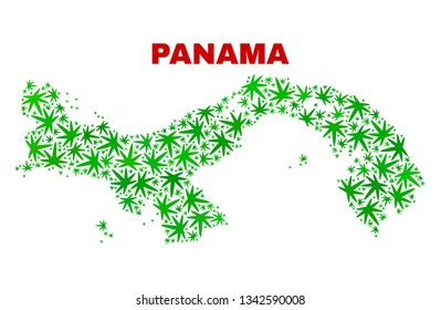 Vector marijuana Panama map mosaic. Concept with green weed leaves for weed legalize campaign. Vector Panama map is organized with weed leaves.
