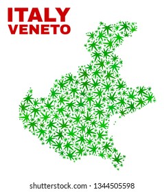 Vector marijuana Veneto region map collage. Template with green weed leaves for weed legalize campaign. Vector Veneto region map is composed with marijuana leaves.