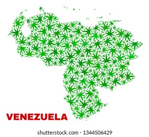 Vector marijuana Venezuela map mosaic. Template with green weed leaves for marijuana legalize campaign. Vector Venezuela map is formed with marijuana leaves.