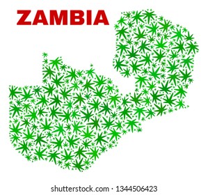 Vector marijuana Zambia map mosaic. Template with green weed leaves for marijuana legalize campaign. Vector Zambia map is organized from marijuana leaves.
