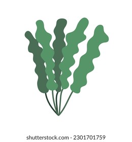Vector marine algae flat illustration. Green seaweed vector clipart