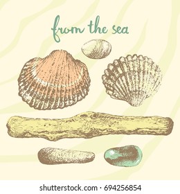 Vector marine collection of hand drawn sea shells, pebbles and wood from the beach.