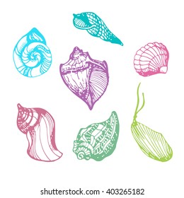 Vector marine collection with sea shells. Ink drawn vector illustration in sketch style.