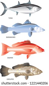 Vector - Marine Fish That live In Demersal Ocean, Tuna, Barramundi, Snapper And Grouper