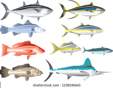 Vector - Marine Fish, Tuna, Snapper, Mackerel, Grouper, Marlin, Barramundi And Amberjack