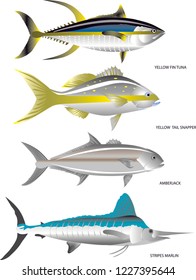 Vector - Marine Fish, Yellow Fin Tuna, Yellow Tail Snapper, Amberjack Fish, Marlin Fish