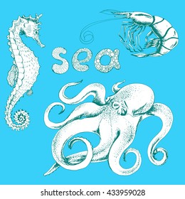 Vector marine set with sea animals .  Hand drawn illustration of octopus, shrimp and sea horse in vintage style on blue.