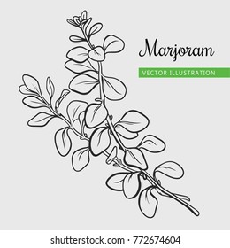 Vector marjoram branch with leaf. Hand drawn herbal spice. Isolated oregano illustration icon for ads.