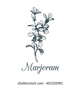 Vector marjoram illustration isolated. Hand sketched botanical plant  for labels or tags. Card with spice drawing in engraving style.