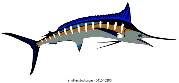 Vector Marlin Fish lives is ocean and under deep blue water life one of top sea predators