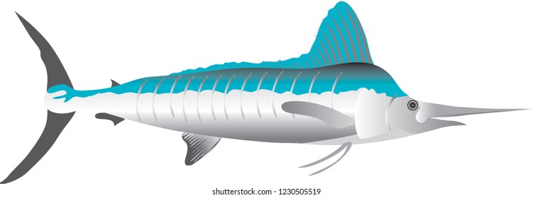 Vector - Marlin, Marine Fish