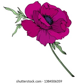 Vector Marsala Anemone floral botanical flowers. Wild spring leaf wildflower isolated. Black and white engraved ink art. Isolated anemone illustration element on white background.