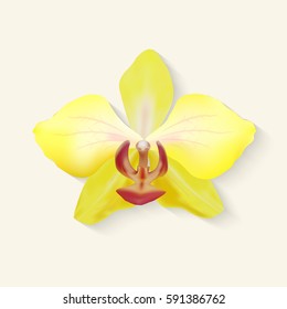 vector  mash yellow Orchids flower