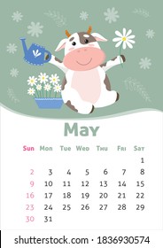 Vector May 2021 calendar. Symbol of new year, cute bull or cow, gardening. A4 format for print. Week starts from Sunday