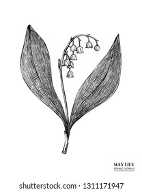 Vector May lily  drawing. Hand drawn floral elements. Spring flower sketch. Vintage botanical illustration. Black and white garden or forest plant.