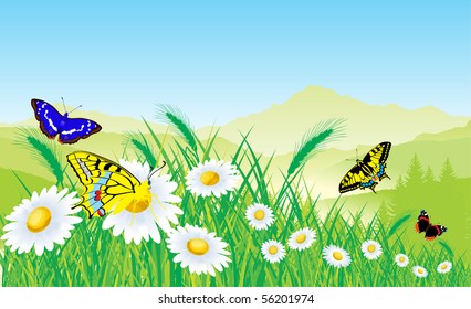 vector meadow with chamomile and butterflies