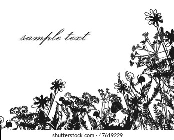 vector meadow flowers