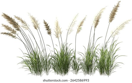 Vector meadow flowers, grass shapes, close up on transparent background, nature, wildflowers, floral design, greenery art, natural field, nature illustration