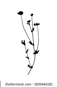 Vektorwiese - Gelbe Erbse - Wiese (Lathyrus pratensis), Silhouette einzeln auf weißem Hintergrund