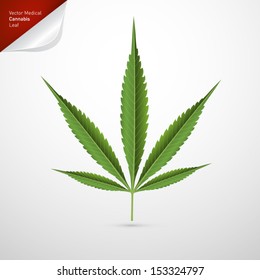Vector Medical Cannabis Leaf Isolated on White Background