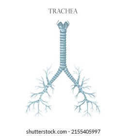 Vector Medical Educational Biological Chart For Trachea Diagram. Anatomy Illustration Isolated White Background