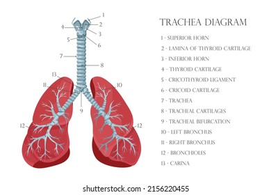 Vector Medical Educational Biological Chart For Trachea Diagram. Anatomy Illustration Isolated White Background