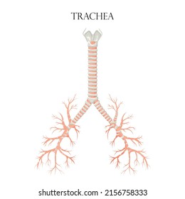 Vector Medical Educational Biological Chart For Trachea Diagram. Anatomy Illustration Isolated White Background