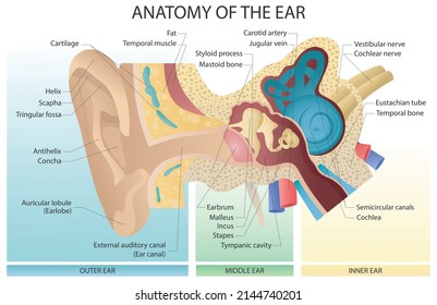 Vector medical illustration of ear anatomy. Three main sections: the outer ear, the middle ear, and the inner ear.