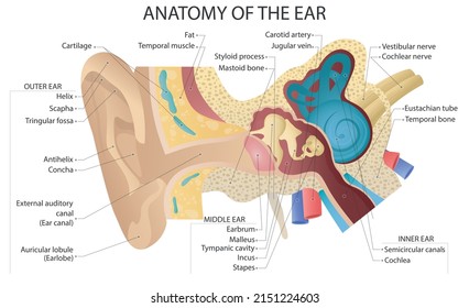 Vector medical illustration of ear anatomy. Three main sections: the outer ear, the middle ear, and the inner ear.