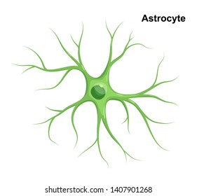 Vector Medical illustration of green Astrocyte isolated on white background. Cell of Neuroglia. 