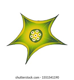 Vector medical illustration. Set of bacteria isolated on white. Star like with eyes. Unknown fantasy creature