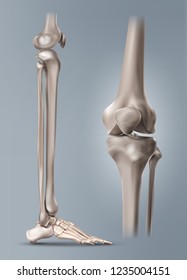 Vector medical realistic illustration of the human leg or shin and bones of foot with knee-joint close up isolated on background