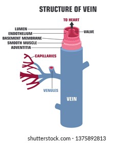 Vector medical vein structure icon. Vienna in the context of the description. Illustration of vein anatomy in flat minimalism line style.