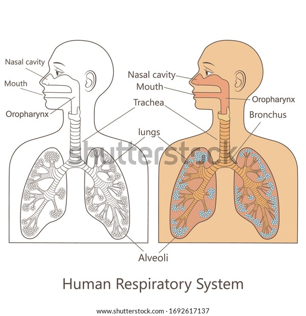 Vector Medicinal Illustration Human Respiratory System Stock Vector ...