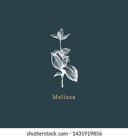 Vector Melissa sketch. Drawn spice herb in engraving style. Botanical illustration of organic, eco plant. Used for farm sticker, shop label etc.