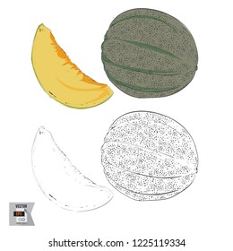 Vector Melon Fruit Sketched and in Color Illustration that is Hand Drawn and Highly Detailed Line Art