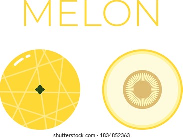 Vector of Melon and sliced half of Melon on white background