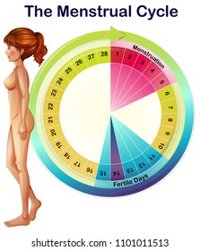 Un vector de la ilustración del ciclo menstrual