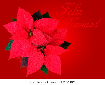 Vector Merry Christmas card template with greetings in spanish language. Poinsettia flower.