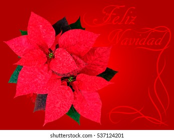 Vector Merry Christmas card template with greetings in spanish language. Poinsettia flower.