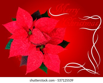 Vector Merry Christmas poinsettia card.
