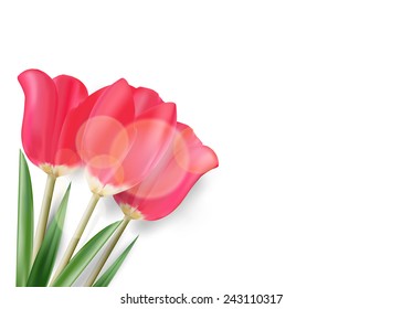 Vector mesh spring tulip isolated on white background. 