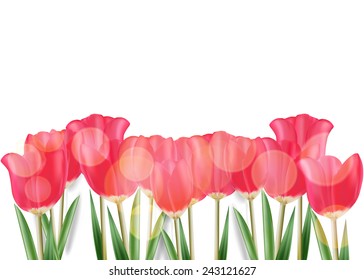 Vector mesh spring tulip isolated on white background. 