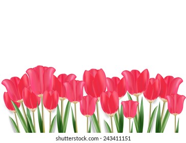 Vector mesh spring tulip isolated on white background.