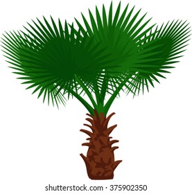 vector Mexican fan palm tree 