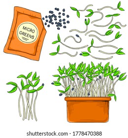 Microvegetales vectoriales creciendo en una olla. Una comida sana, orgánica, sana. Semillas para el cultivo de microvegetales