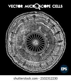 Vector microscope cells. Black and white close up of plant cross section.